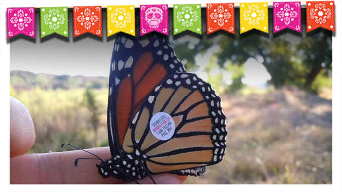 Monarch Butterfly Honoring Passed Loved Ones