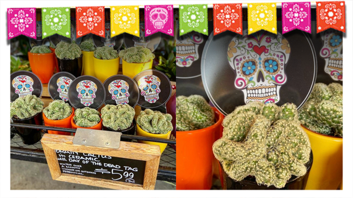 Trader Joes to Offer "Brain Cacti" Plant for Día de los Muertos